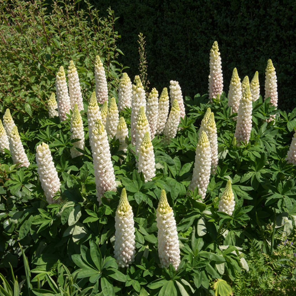 Altramuz Russell Hybrids Noble Maiden