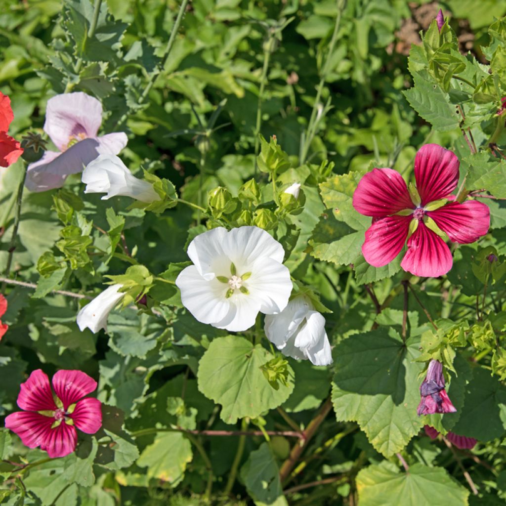 Malope trifida blanca (semillas)