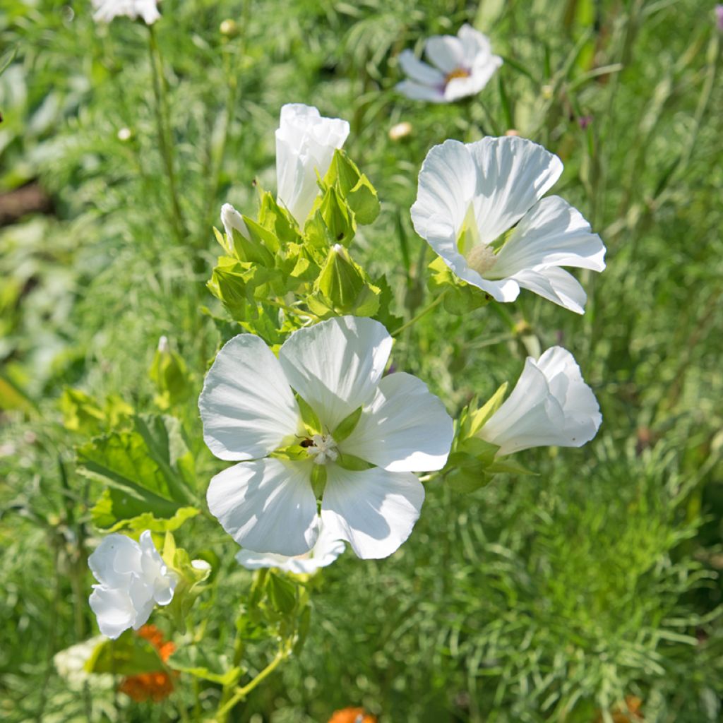 Malope trifida blanca (semillas)