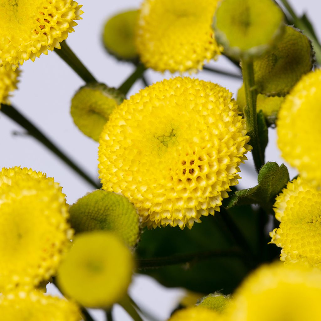 Semillas de Manzanilla doble Amazona - Tanacetum parthenium (semillas recubiertas)