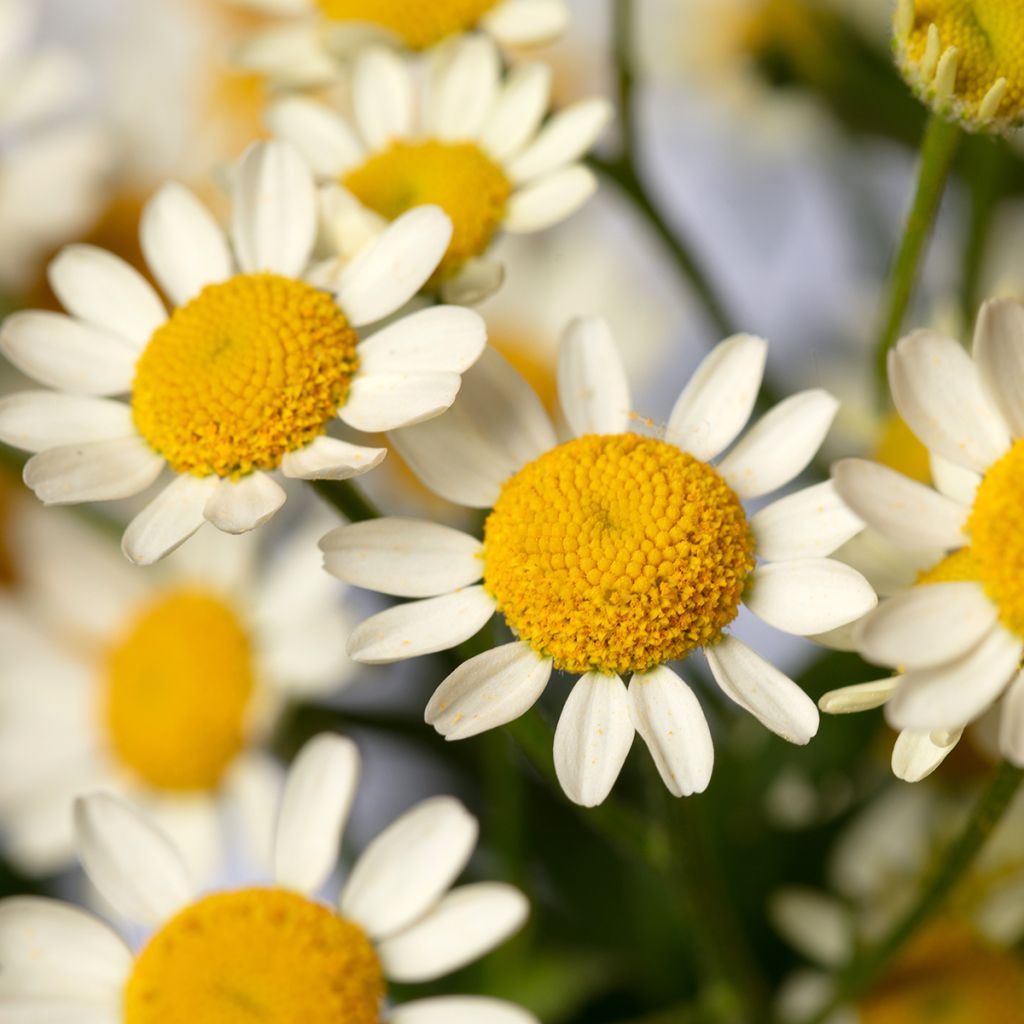 Semillas de Manzanilla simple Camilla (semillas recubiertas) - Tanacetum parthenium