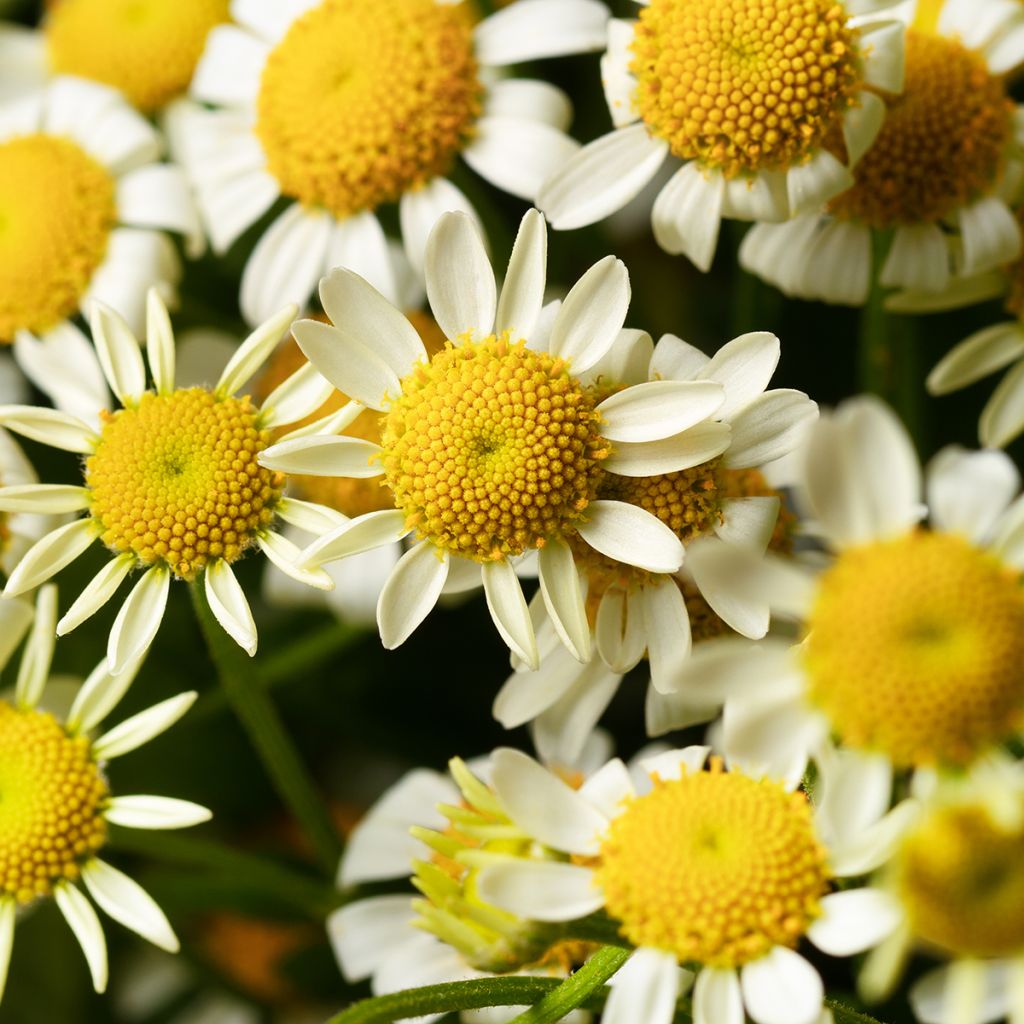 Semillas de Manzanilla simple Camilla (semillas recubiertas) - Tanacetum parthenium