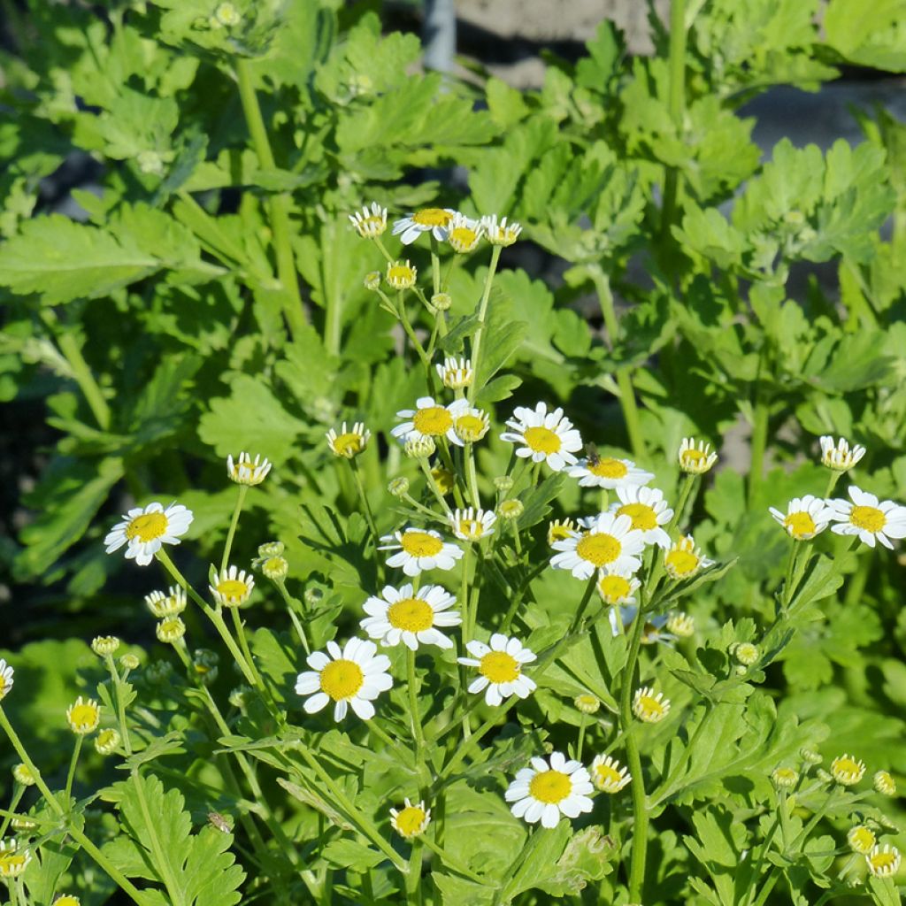 Semillas de Matricaria Simple Tetra White Single - Tanacetum parthenium