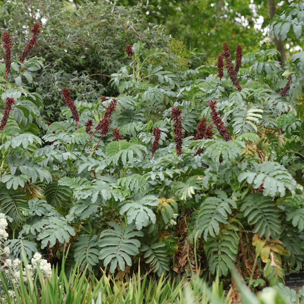 Melianthus major (semillas) - Melero