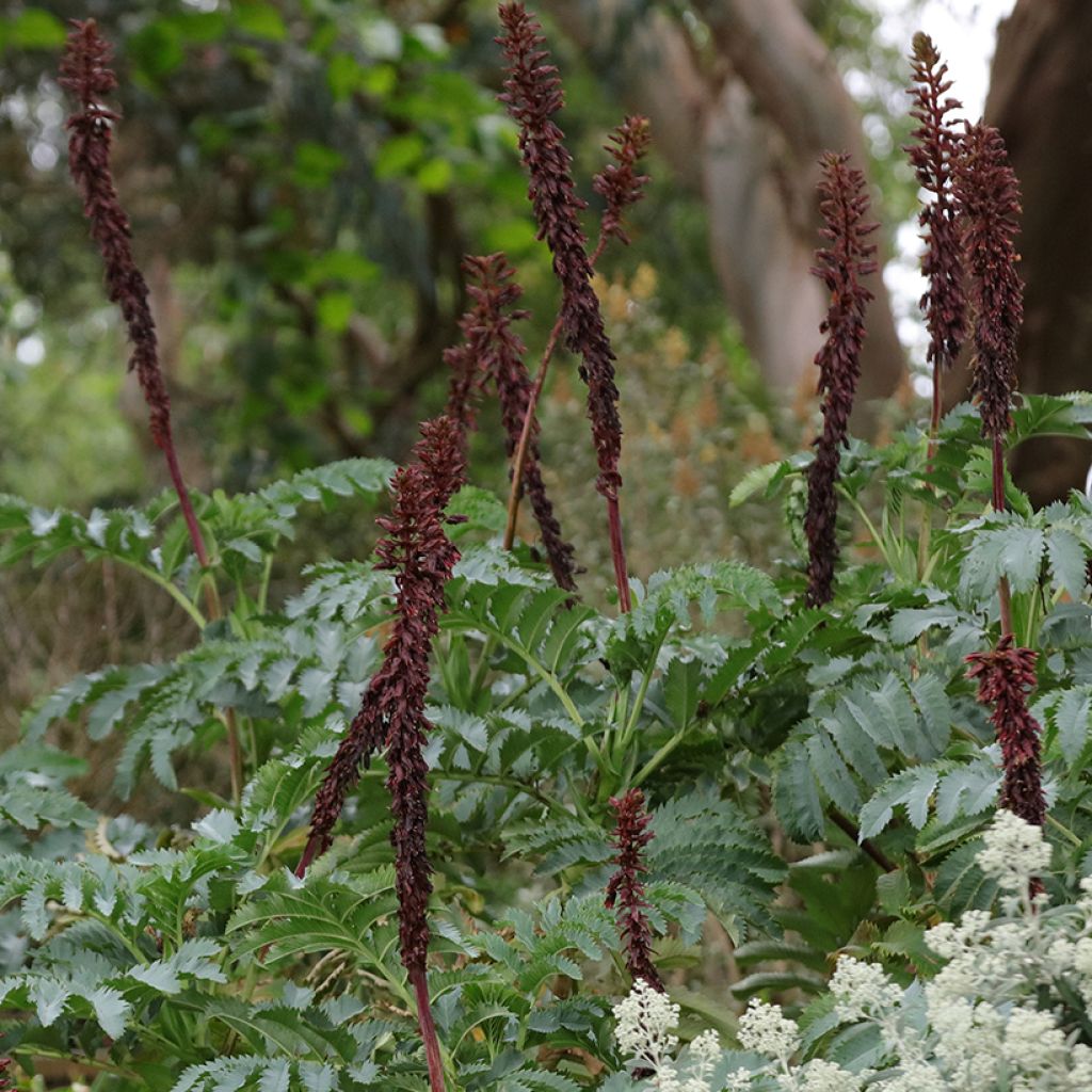 Melianthus major (semillas) - Melero