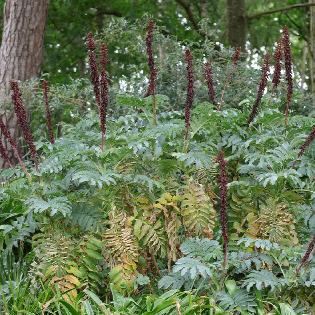 Melianthus major (semillas) - Melero
