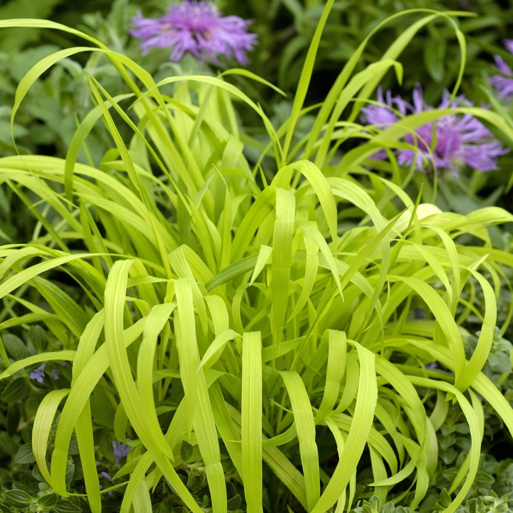 Semillas de Milium effusum Aureum