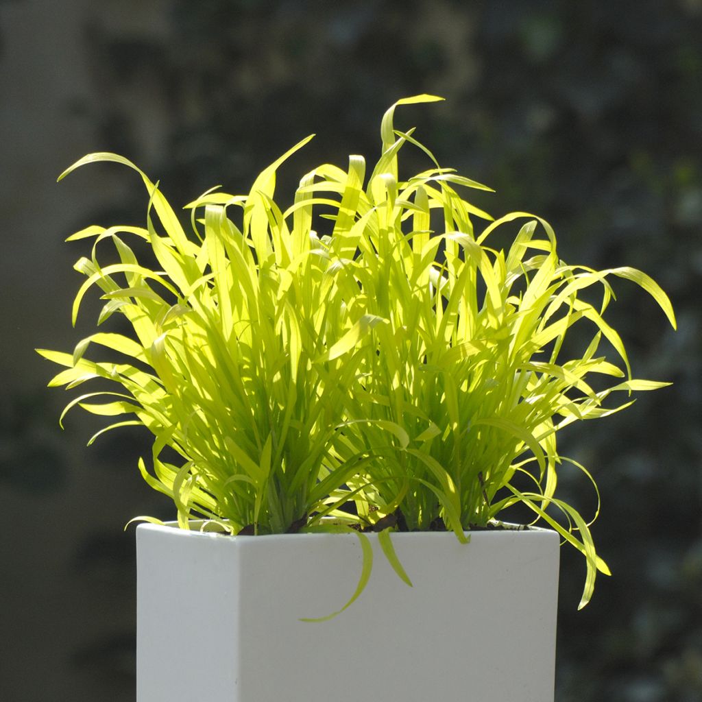 Semillas de Milium effusum Aureum