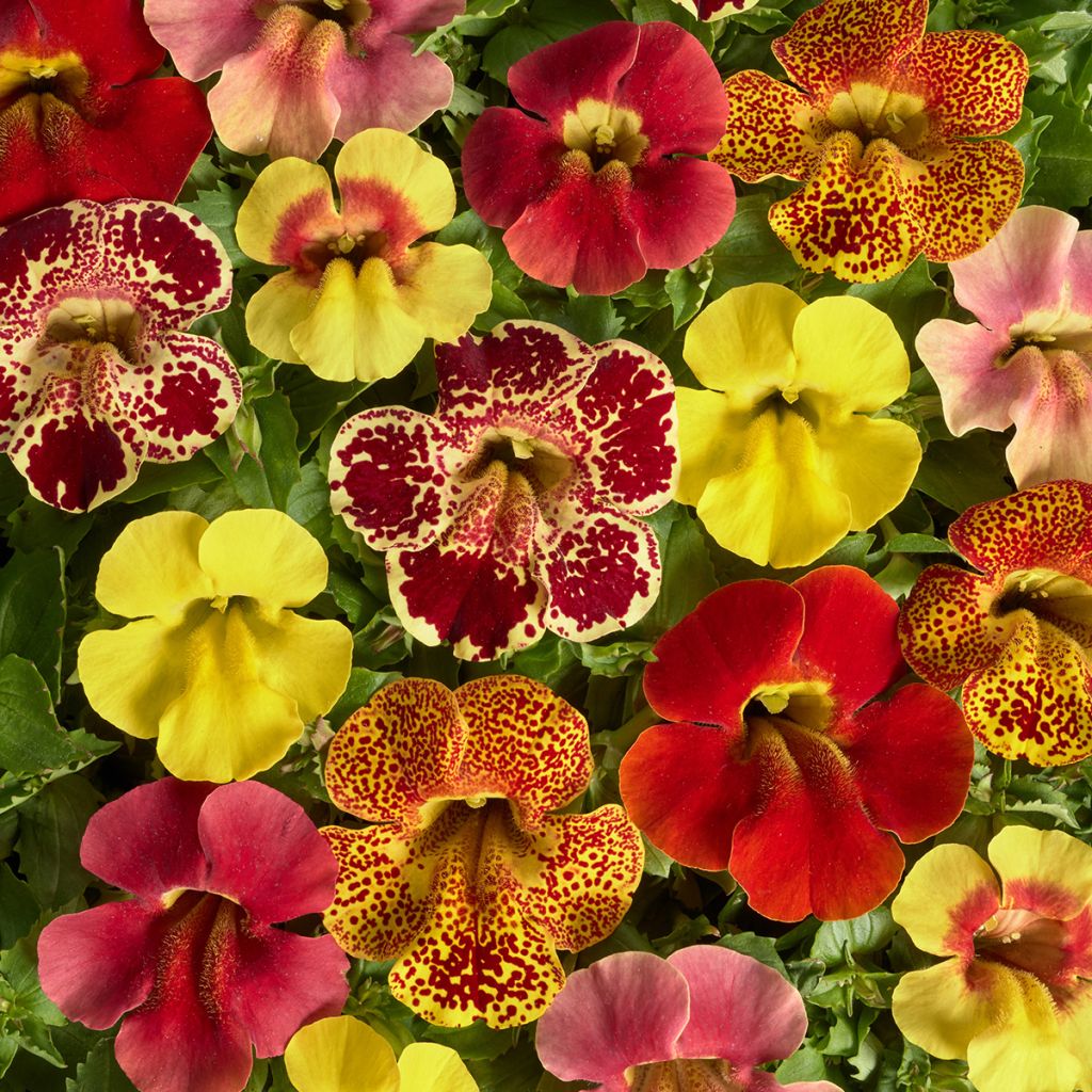 Mimulus Medius F1 Mix (semillas)
