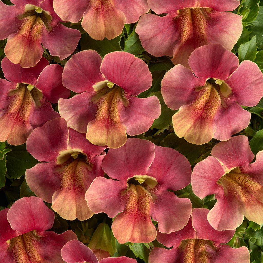 Mimulus Medius F1 Pastel Crimson (semillas)