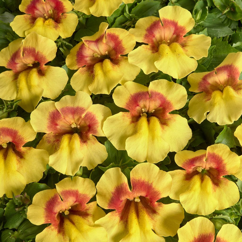 Mimulus Medius F1 Yellow Bicolour (semillas)