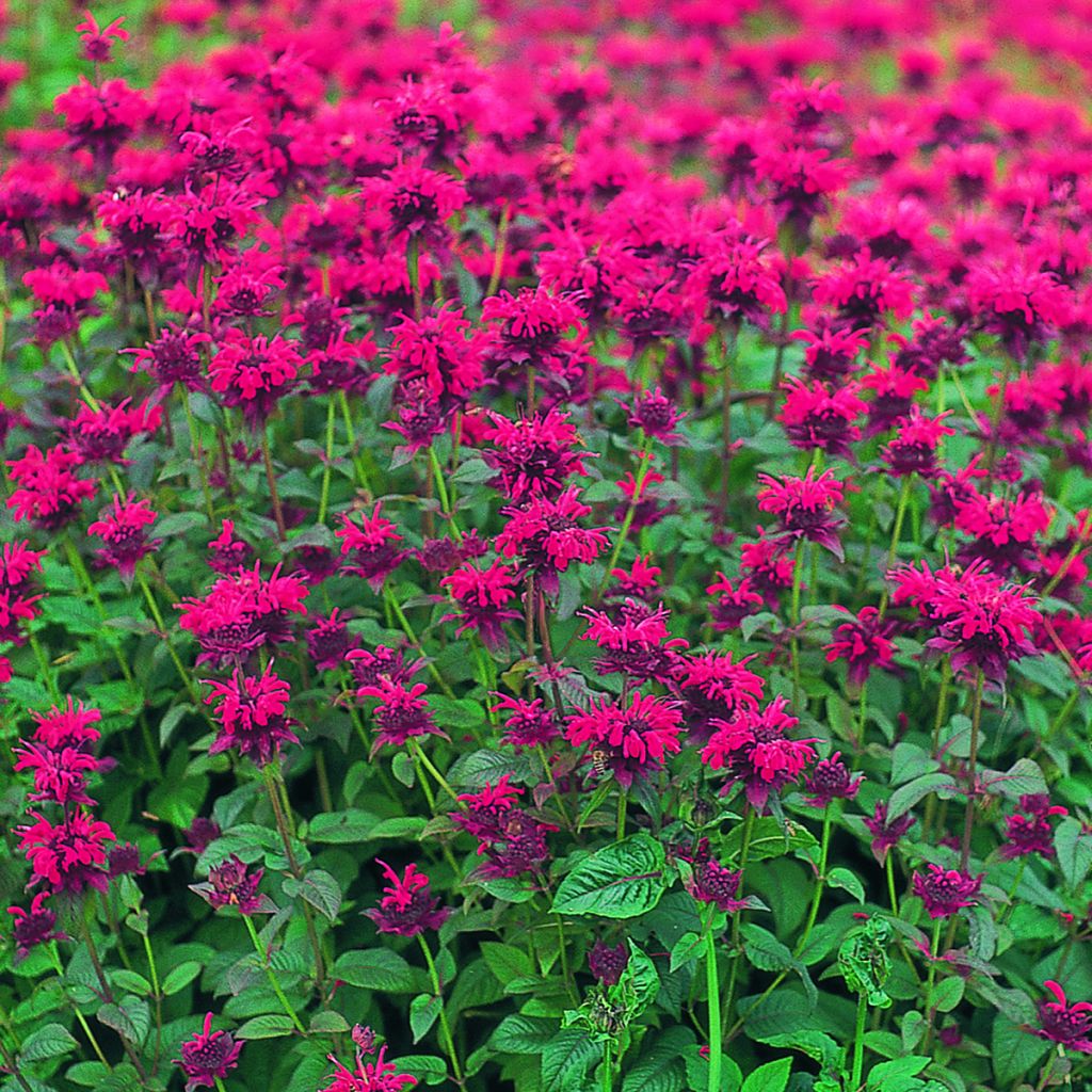 Semillas de Monarda didyma Panorama Red Shades - Bergamota silvestre