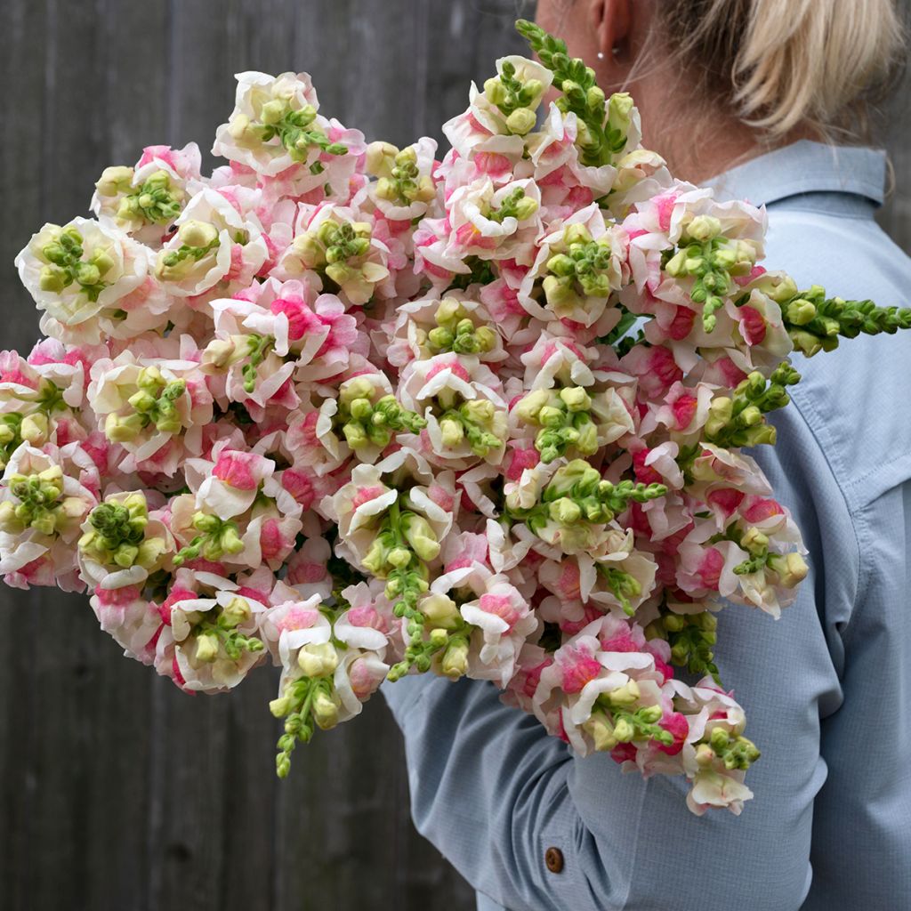 Semillas de Boca de Dragón Opus III/IV Appleblossom - Antirrhinum