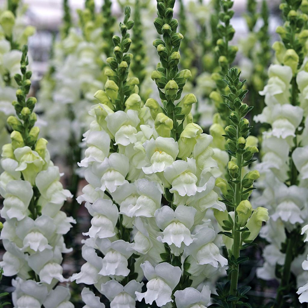 Semillas de Boca de Dragón Opus III/IV Fresh White - Antirrhinum majus