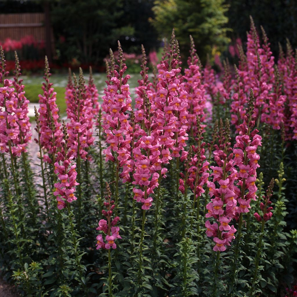 Semillas de Boca de Dragón Rocket Rose Shades - Antirrhinum majus