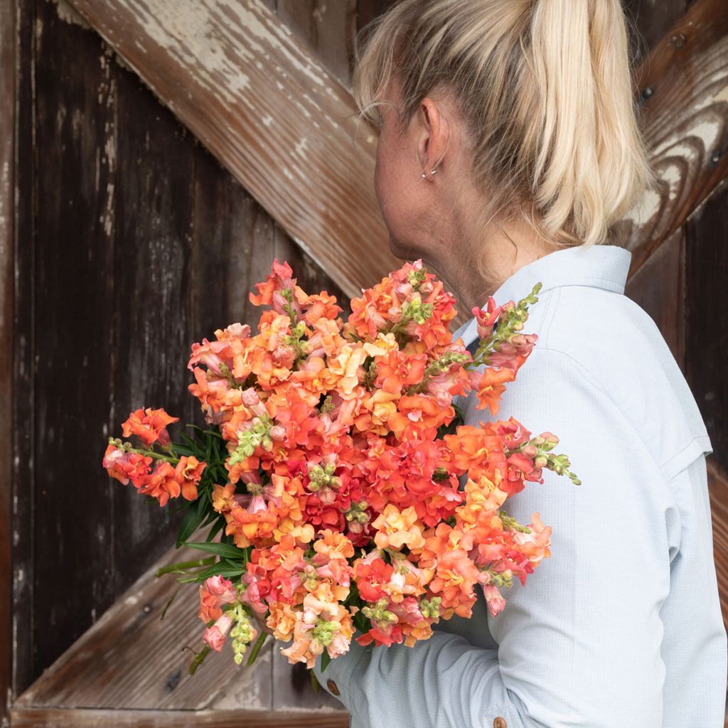 Semillas de Boca de Dragón doble Madame Butterfly Bronze