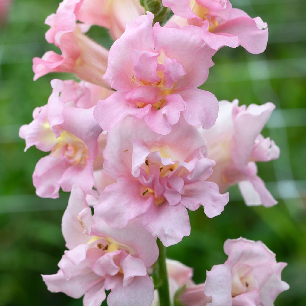 Antirrhinum majus Madame Butterfly F1 Pink (semillas) - Boca de dragón