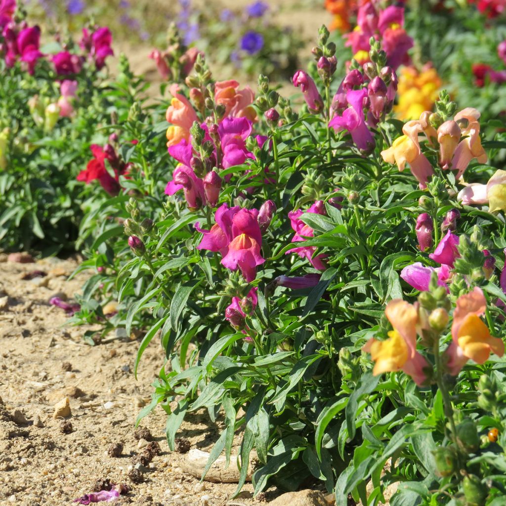 Semillas de Boca de Dragón enano Magic Carpet Mix - Antirrhinum majus