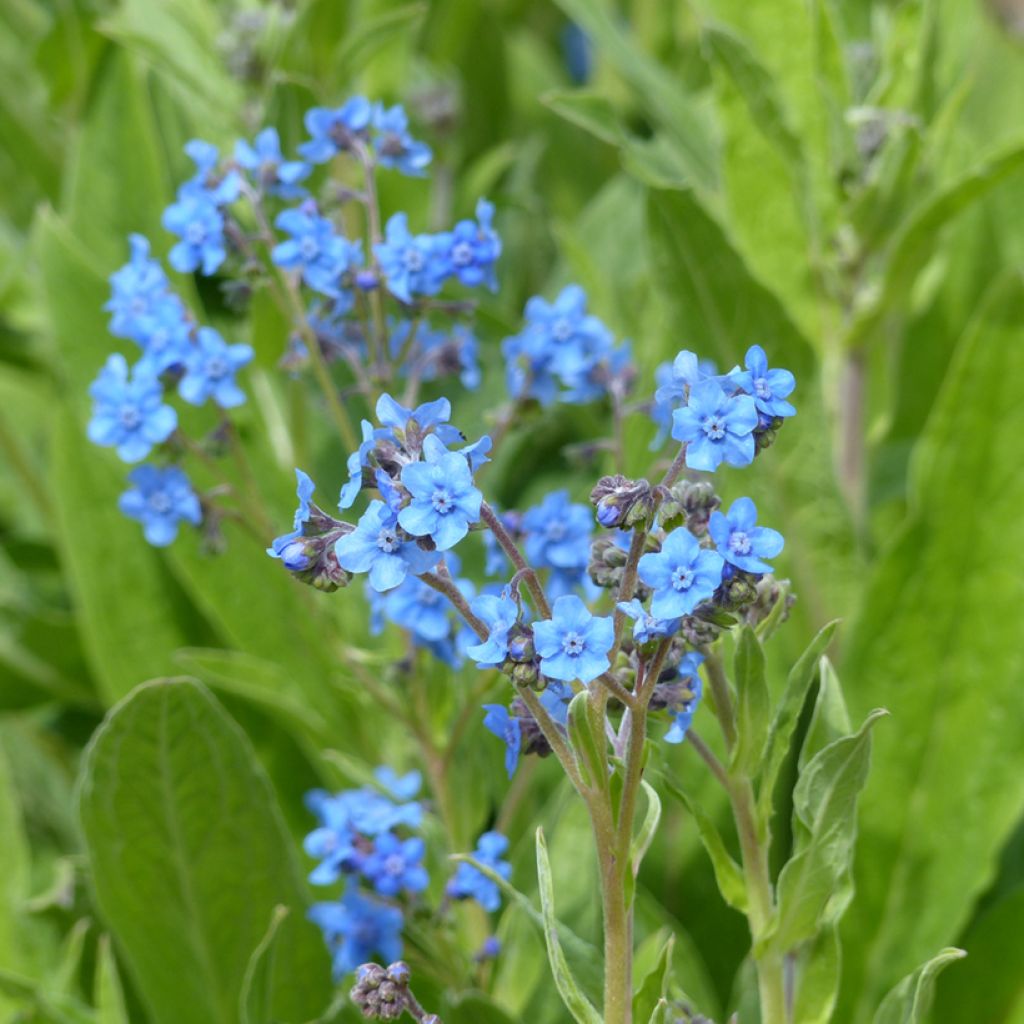 Semillas de Cynoglossum Firmament - Nomeolvides chino
