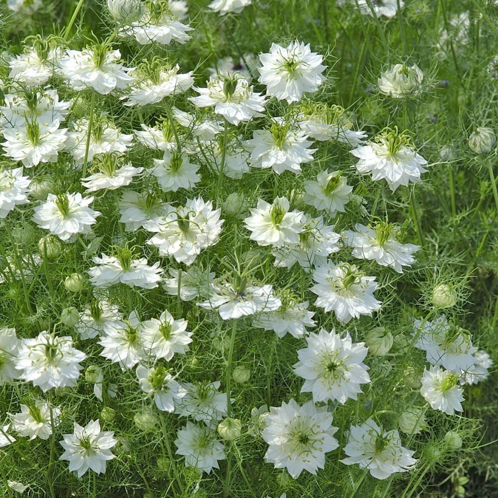Arañuela blanca con cápsula verde - Nigella damascena