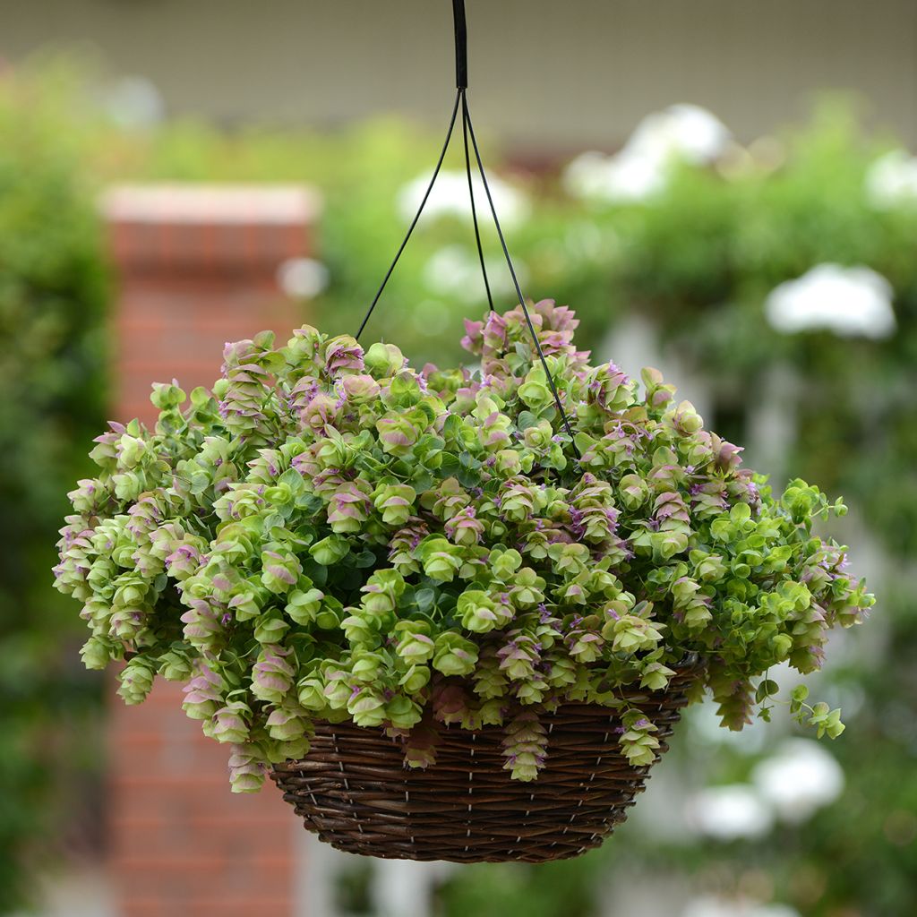 Semillas de Origanum rotundifolium Kirigami (semillas recubiertas)