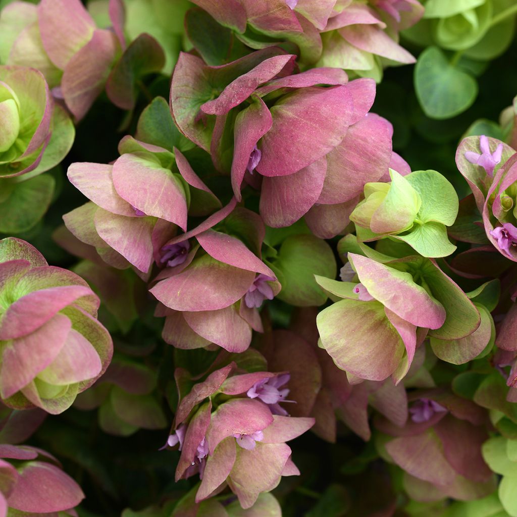 Semillas de Origanum rotundifolium Kirigami (semillas recubiertas)
