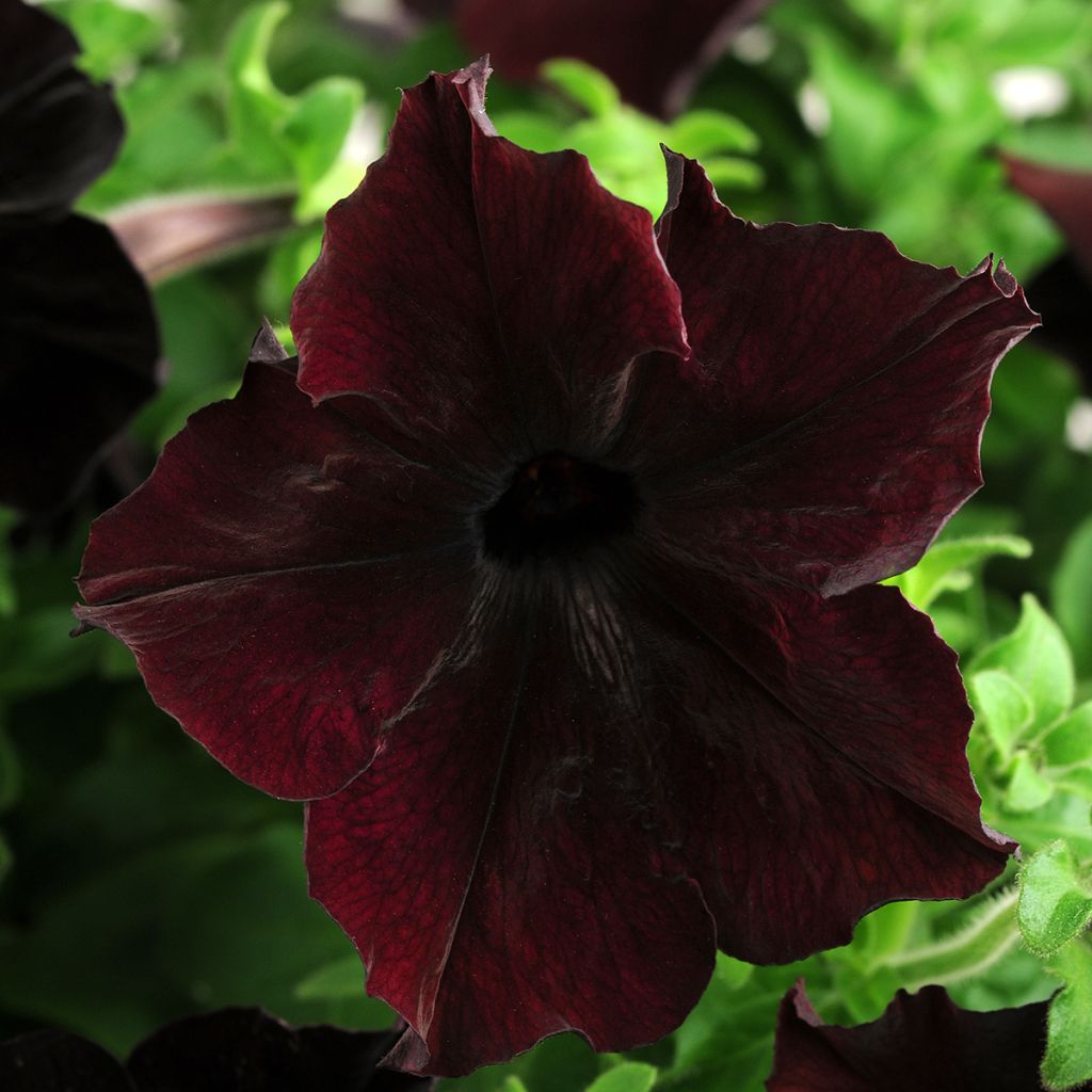 Semillas de Petunia Sophistica Blackberry F1