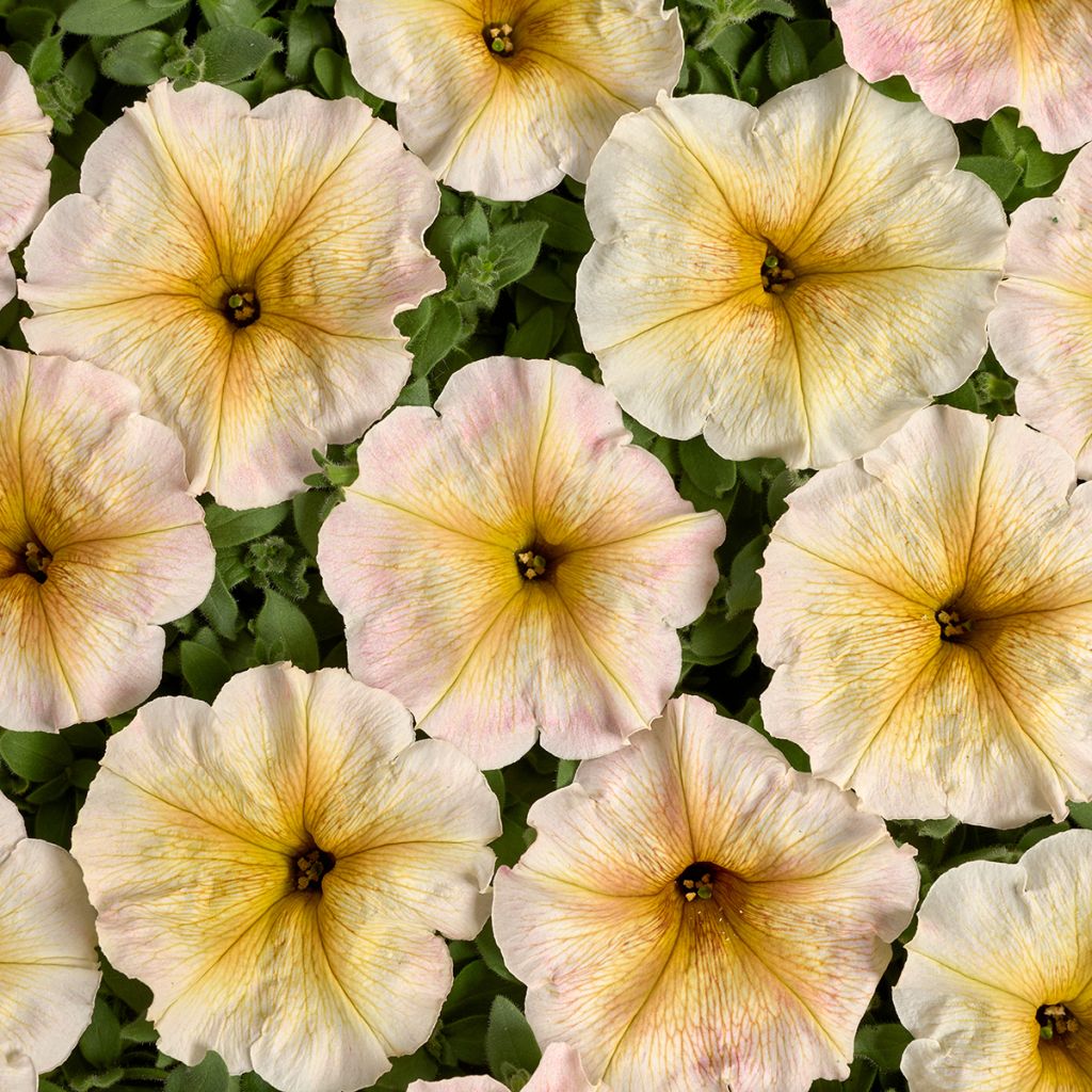 Petunia Ingrid F1 (Semillas recubiertas)