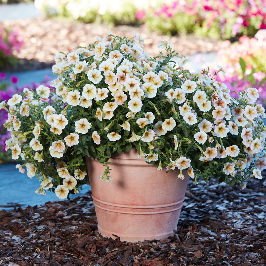 Petunia Ingrid F1 (Semillas recubiertas)