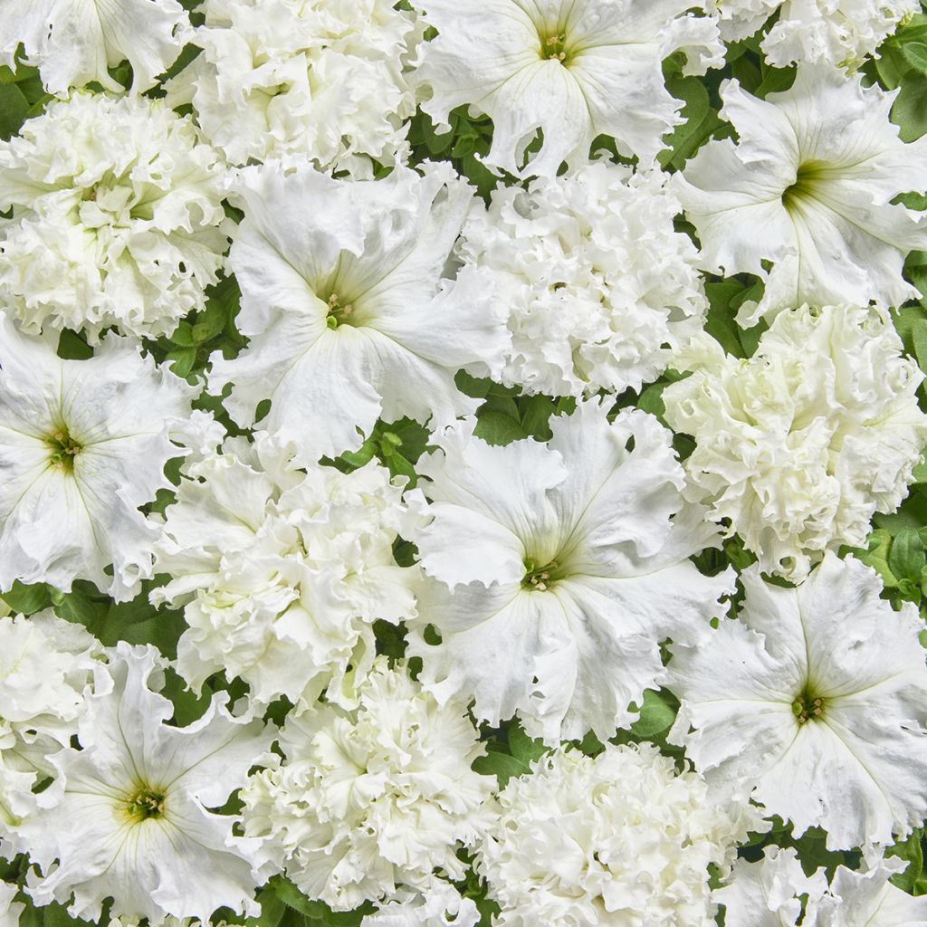 Petunia fimbriata White Double (Semillas recubiertas)