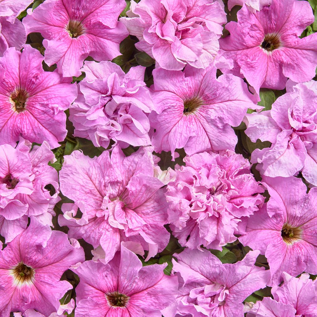 Petunia grandiflora Peace (1947) (Semillas recubiertas)