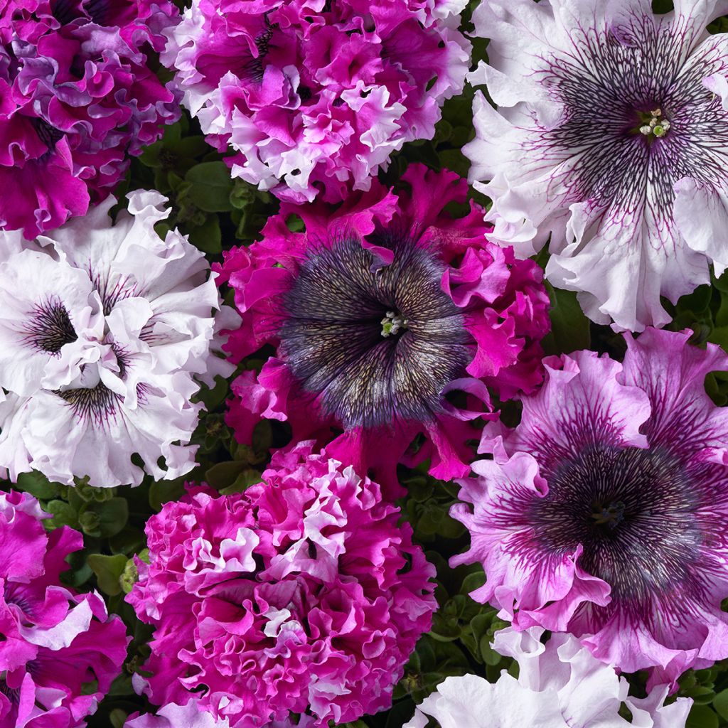 Petunia grandiflora Superbissima Cerny's Triumph (Semillas recubiertas)