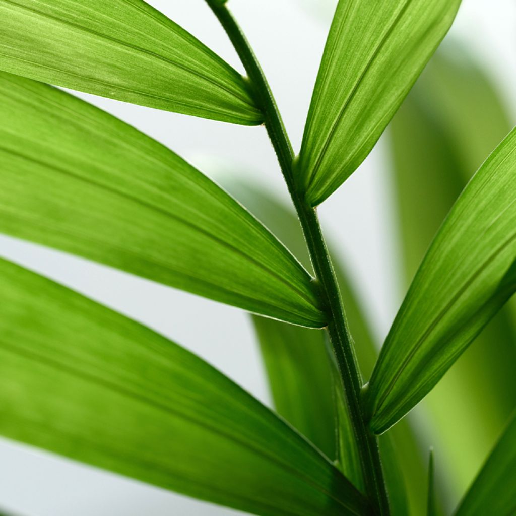 Chamaedorea elegans Collinea (semillas) - Palmera de salón