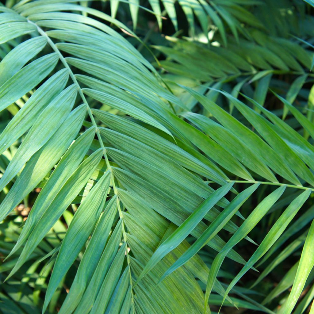 Chamaedorea elegans Collinea (semillas) - Palmera de salón