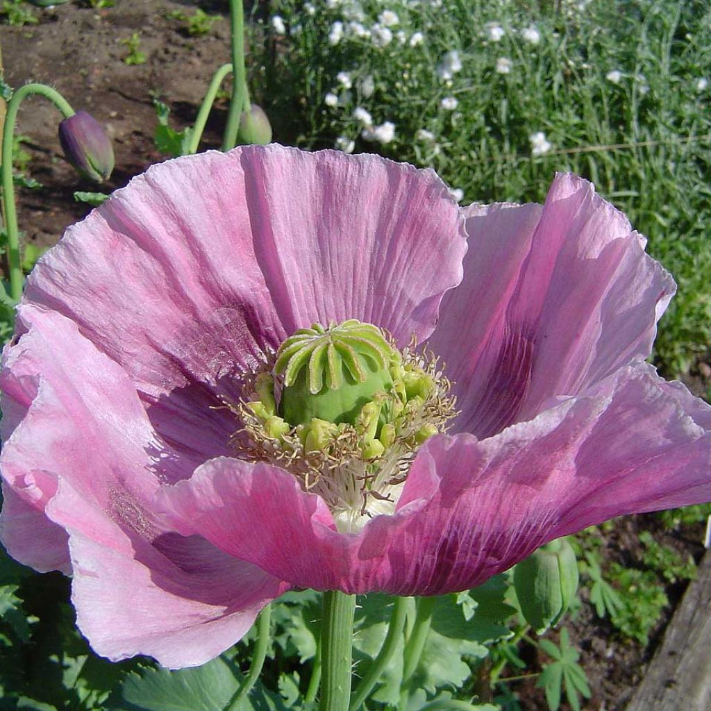Adormidera nigrum - Papaver somniferum