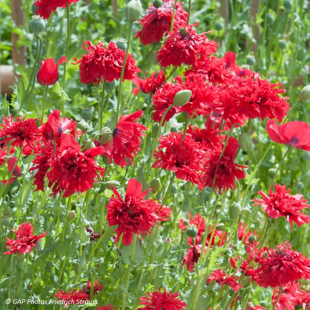 Adormidera Red Peony - Papaver somniferum