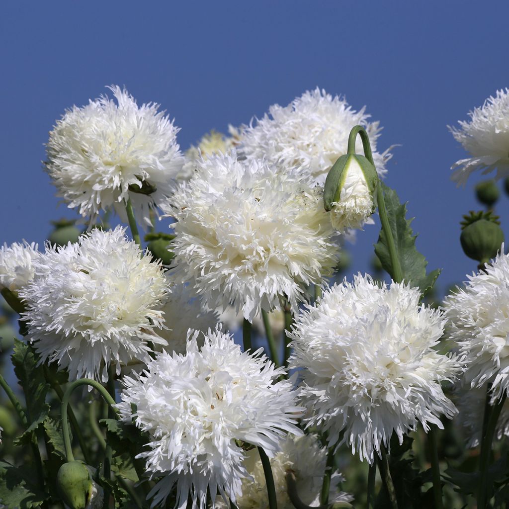 Semillas de Adormidera White Swan - Papaver somniferum