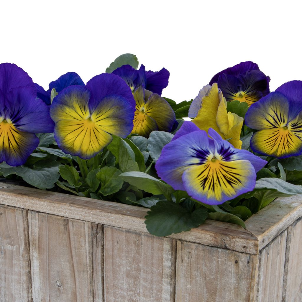 Semillas de Viola hybrida Cats Plus Blue and Yellow - Violeta hibrida