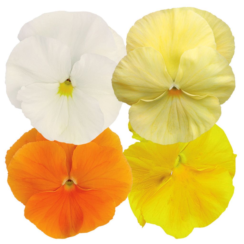 Semillas de Viola hybrida Inspire Plus Sunny Day Mix - Violeta hibrida