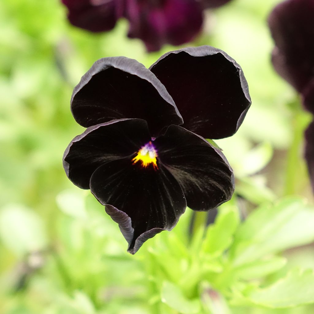 Viola Black Cristal - Violeta