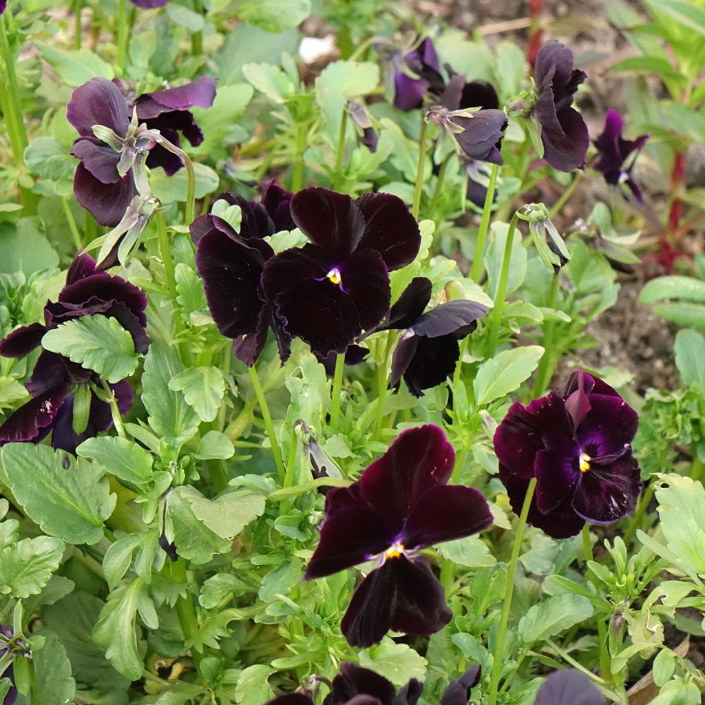 Viola Black Cristal - Violeta