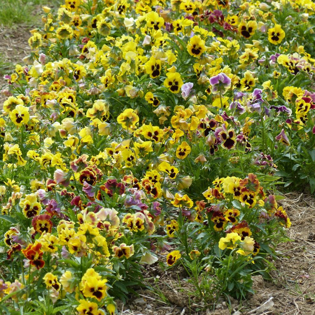 Viola Frou Frou BIO (semillas) - Violeta