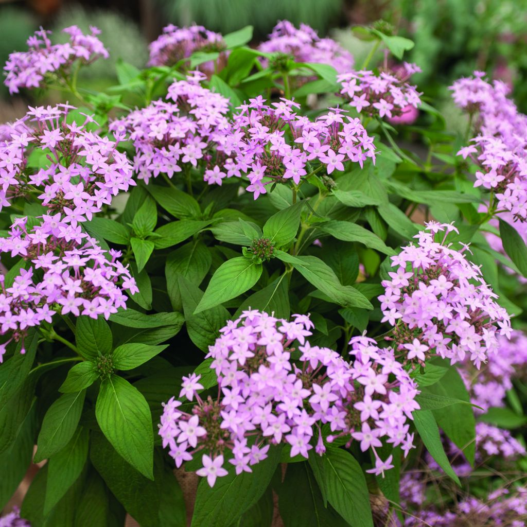 Semillas de Pentas Northern Lights Lavender