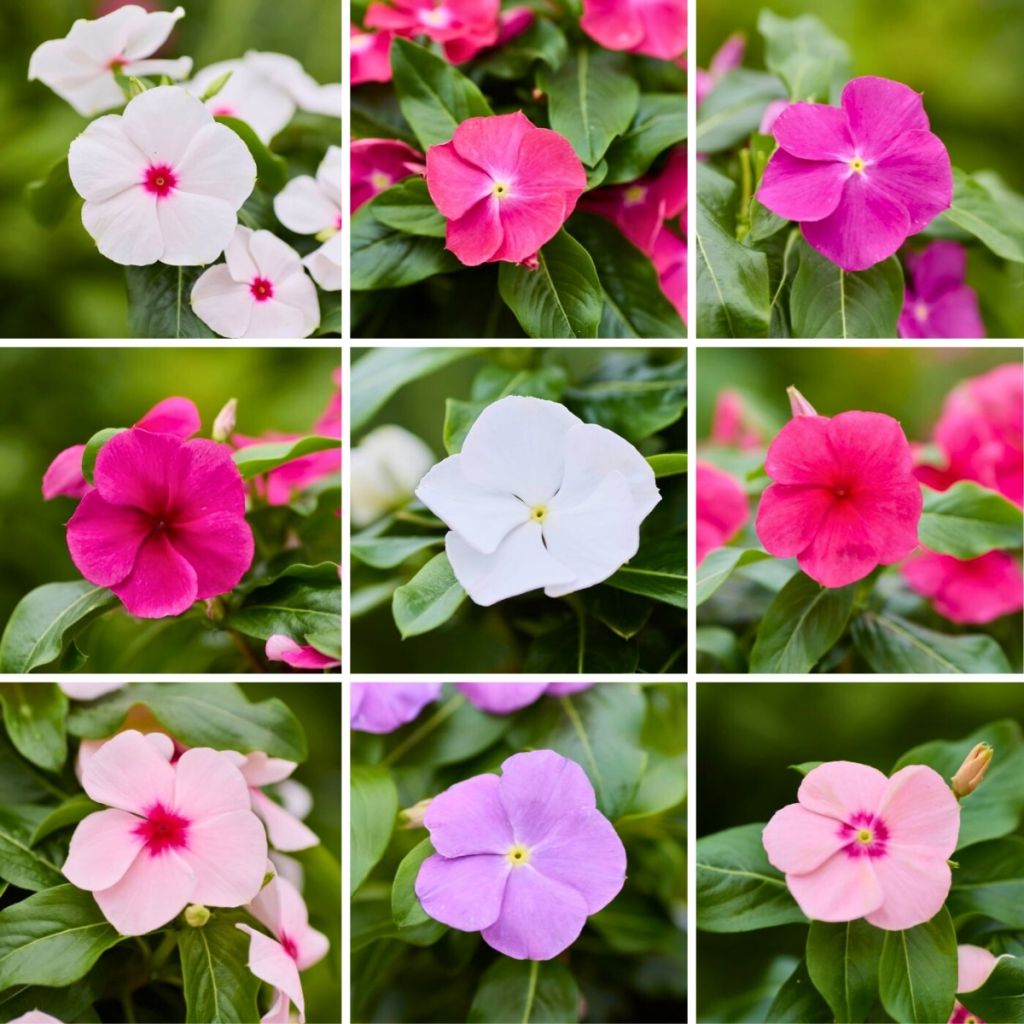 Catharanthus roseus Heatwave Mix (semillas) - Vinca