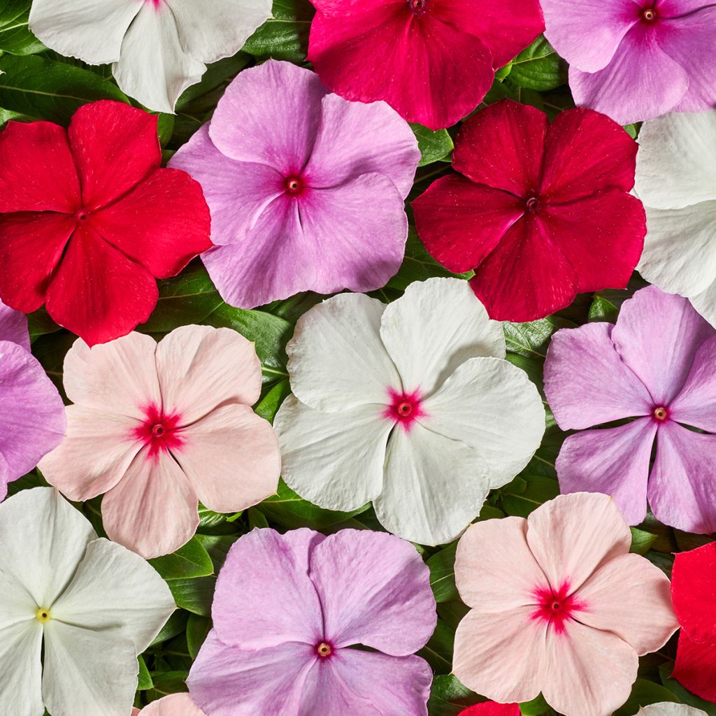 Catharanthus roseus Volcano F1 Mix (semillas) - Vinca