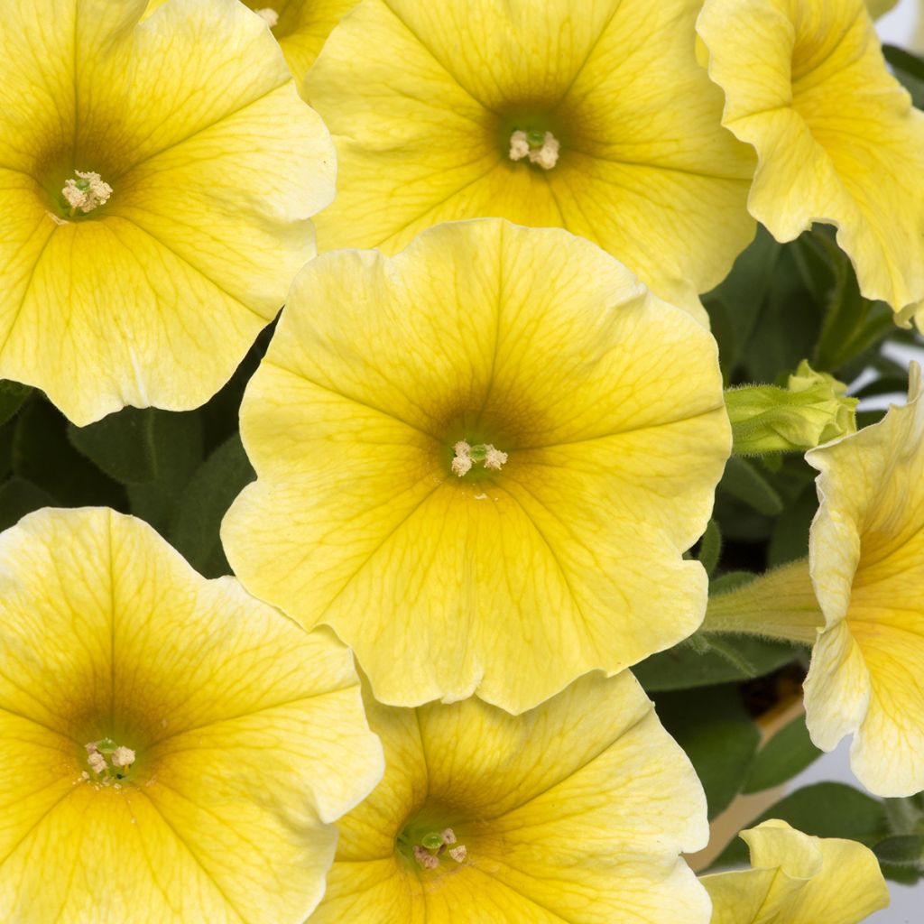 Semillas de Petchoa Caliburst Amarillo