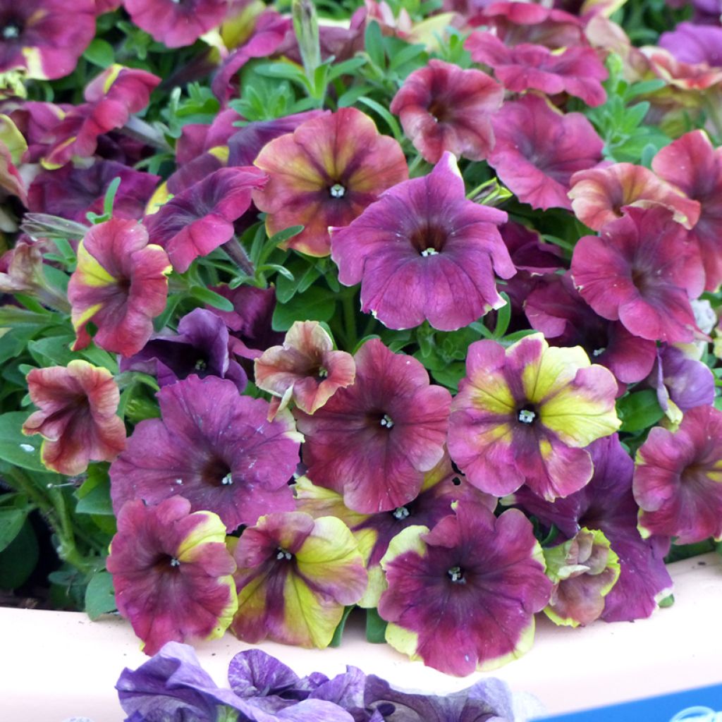 Petunia Shake Raspberry (Semillas)