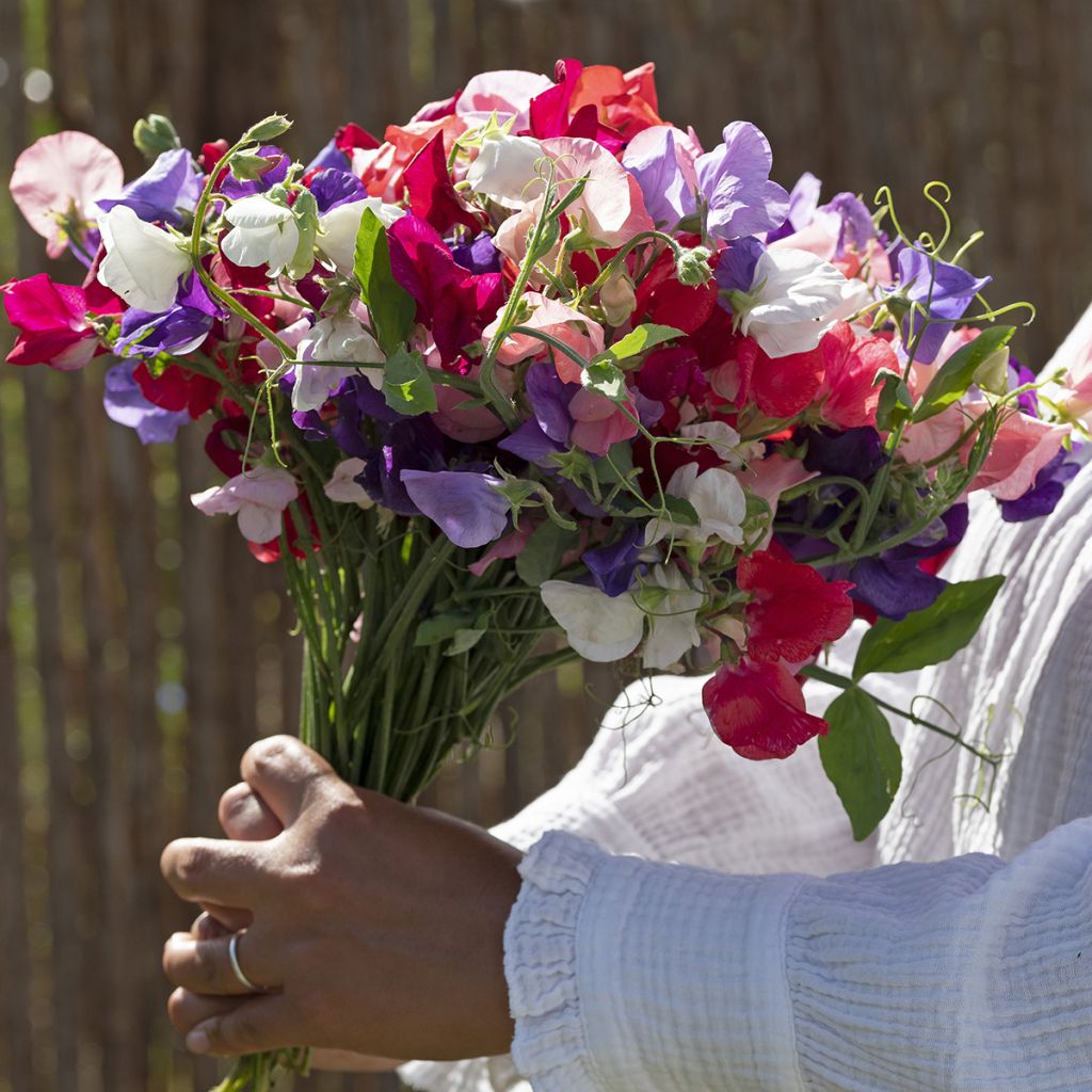 Guisante de olor King Size Formula Mixture - Lathyrus odoratus