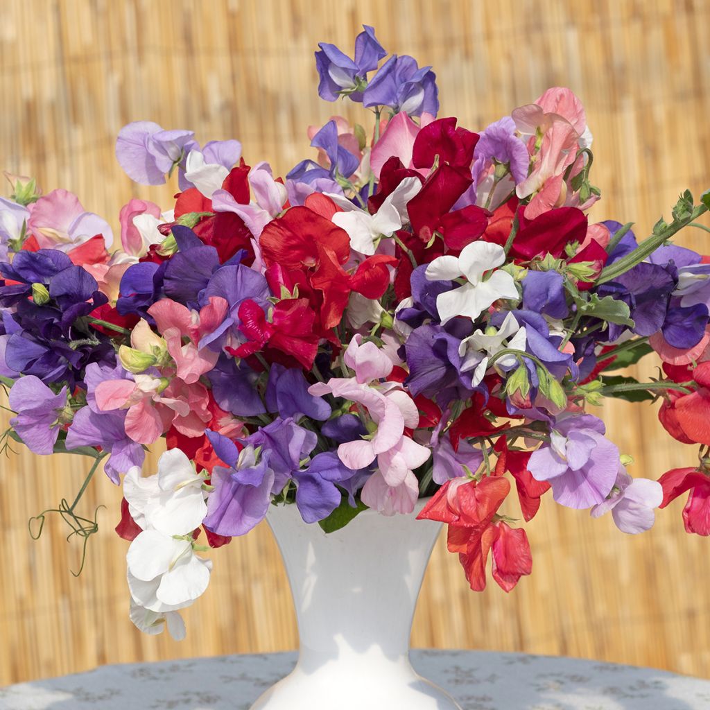 Guisante de olor King Size Formula Mixture - Lathyrus odoratus