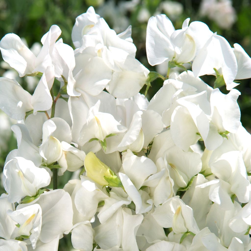 Semillas de Guisante de olor Spencer Royal Wedding - Lathyrus odoratus